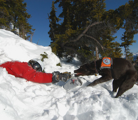 Réservez votre initiation à la recherche d'avalanche